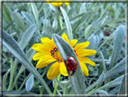 foto Fiori